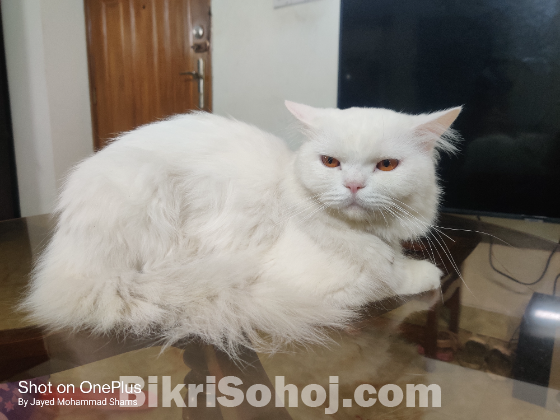 ADULT PURE PERSIAN MALE CAT FOR SELL